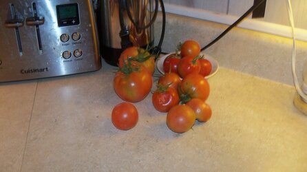 tomato plant (big boy) 002.JPG