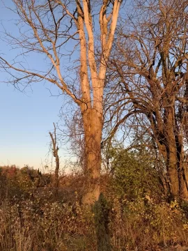 Dead standing tree id