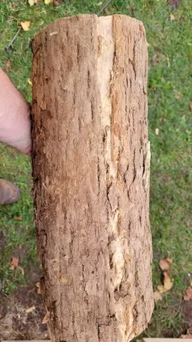 Wood ID Oak or Ash or something else?