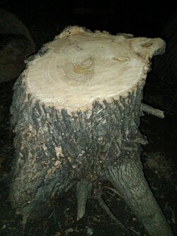 Need Help Identifying These South Texas Tree Stumps Please