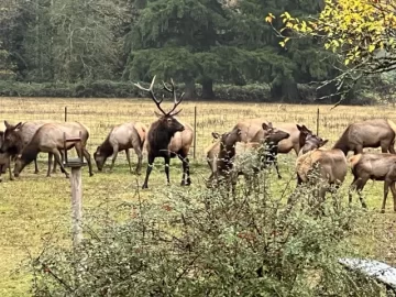 [Hearth.com] Deer