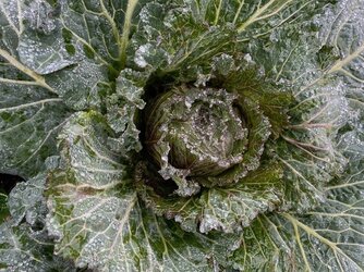 wet cabbage2.jpg