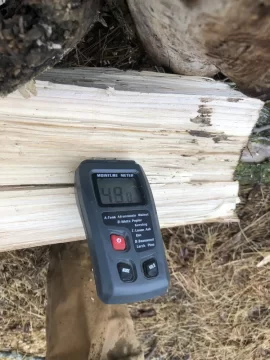 50% moisture content in standing dead Ash tree