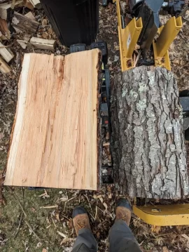 Wood ID help - three trees