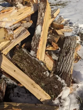 Wood ID help - three trees