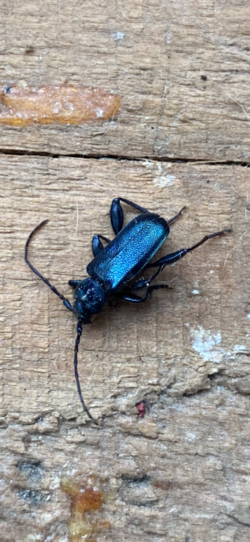 Beetle ID.