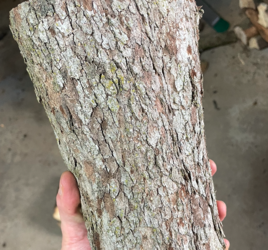 Help ID this Wood?