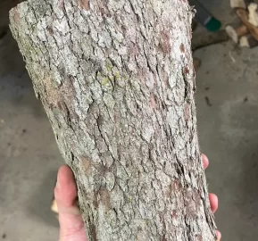 Help ID this Wood?