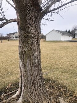 Tree ID help