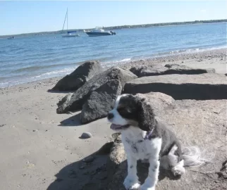 [Hearth.com] Post your dog pics!