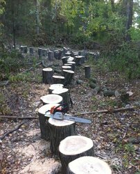 A few hickory/oak rounds