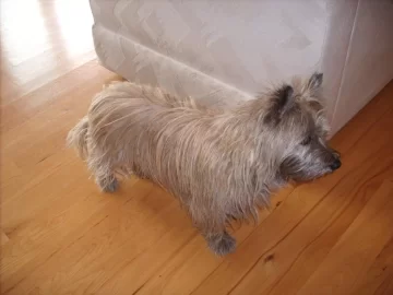 [Hearth.com] Post your dog pics!