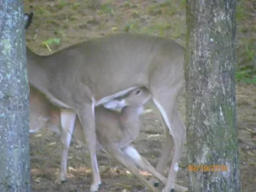 [Hearth.com] Only in the Woods