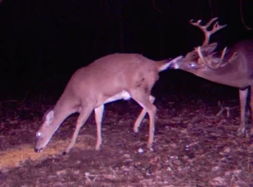 [Hearth.com] Only in the Woods
