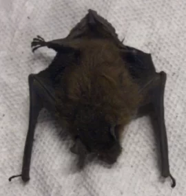 [Hearth.com] Things you find in a pellet stove! Uh unwanted things that is!