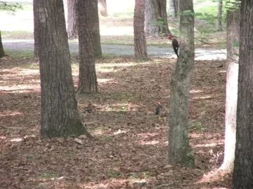 [Hearth.com] Why I Prefer Not To Cut Dead Standing Trees - A Video Explanation