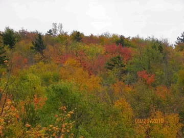 [Hearth.com] Fall Colors