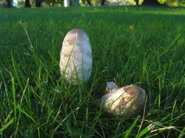 [Hearth.com] Shaggy Mane aka Inky Cap