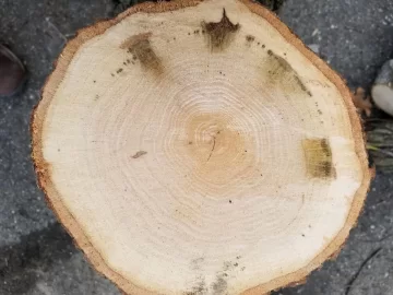 Help with wood ID