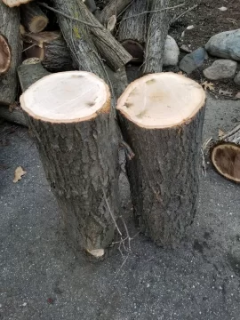 Help with wood ID