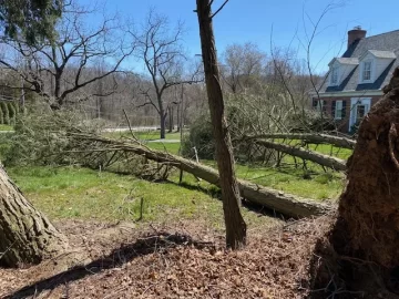 Should I claim this Hemlock?