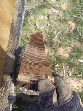 Wood ID help