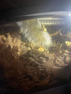 [Hearth.com] Cleaning chimney