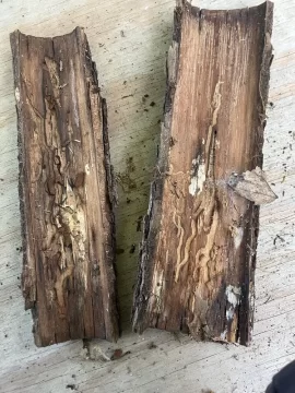 What’s this wood?