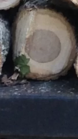 What’s this wood?