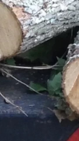 What’s this wood?