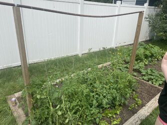 How do you tie up your garden tomato plants?