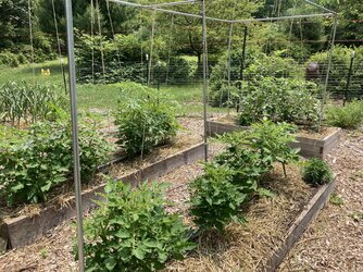 How do you tie up your garden tomato plants?