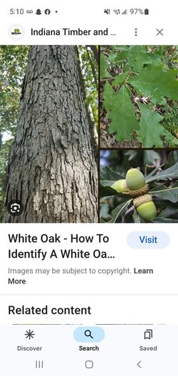 Red Oak or White Oak? (Wood ID)