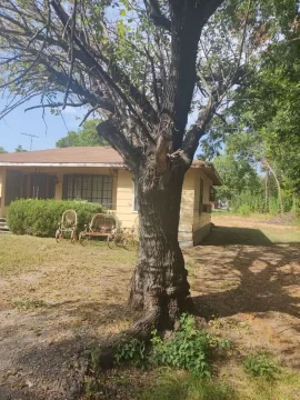 Is this Honey Locust? Or something else