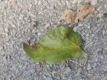 Is this Honey Locust? Or something else