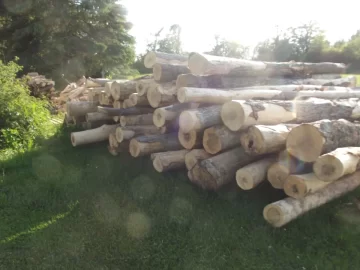 Log truck loads of firewood in the pnw.