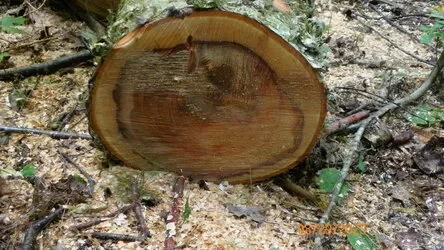 birch1.jpg