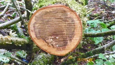 birch2.jpg