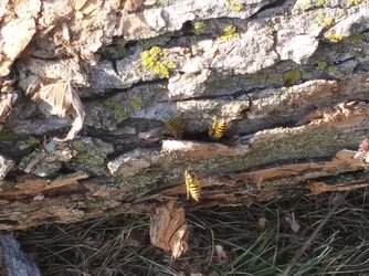 Bees in Walnut Bark
