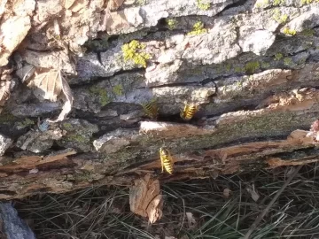 Bees in Walnut bark.jpg Bees in Walnut bark.jpg