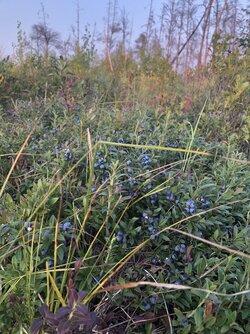 Going for the blue - Wild blueberry's that is