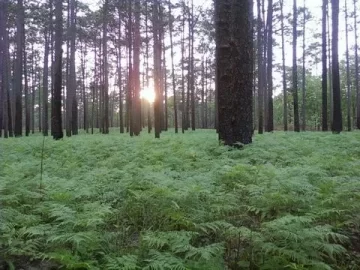 [Hearth.com] Your neck of the woods...