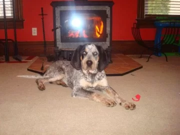 [Hearth.com] I Love My Blue Tick!  Might have saved our lives!!