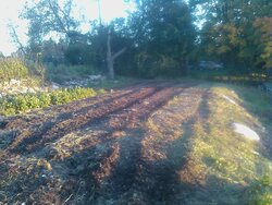 Fall garden cleanup/fruit pruning