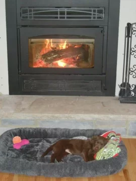 [Hearth.com] Post your dog pics!