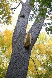 walnut tree honeybees.jpg