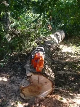 [Hearth.com] City Park with fallen Pecan