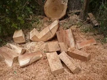 [Hearth.com] City Park with fallen Pecan