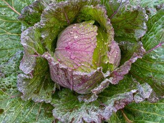 Jan-King-cabbage.jpg
