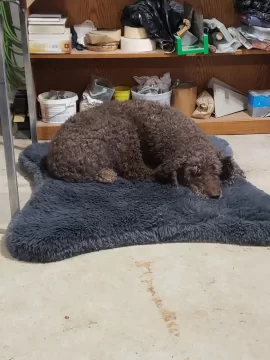 [Hearth.com] Best part of owning a wood stove